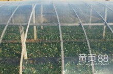 農(nóng)用薄膜 現(xiàn)代農(nóng)業(yè)的“保護傘”與技術革新